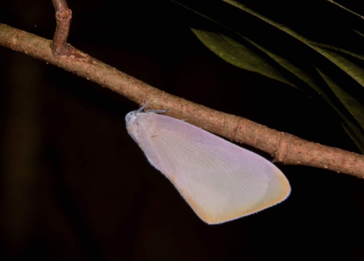 Flatid Planthopper