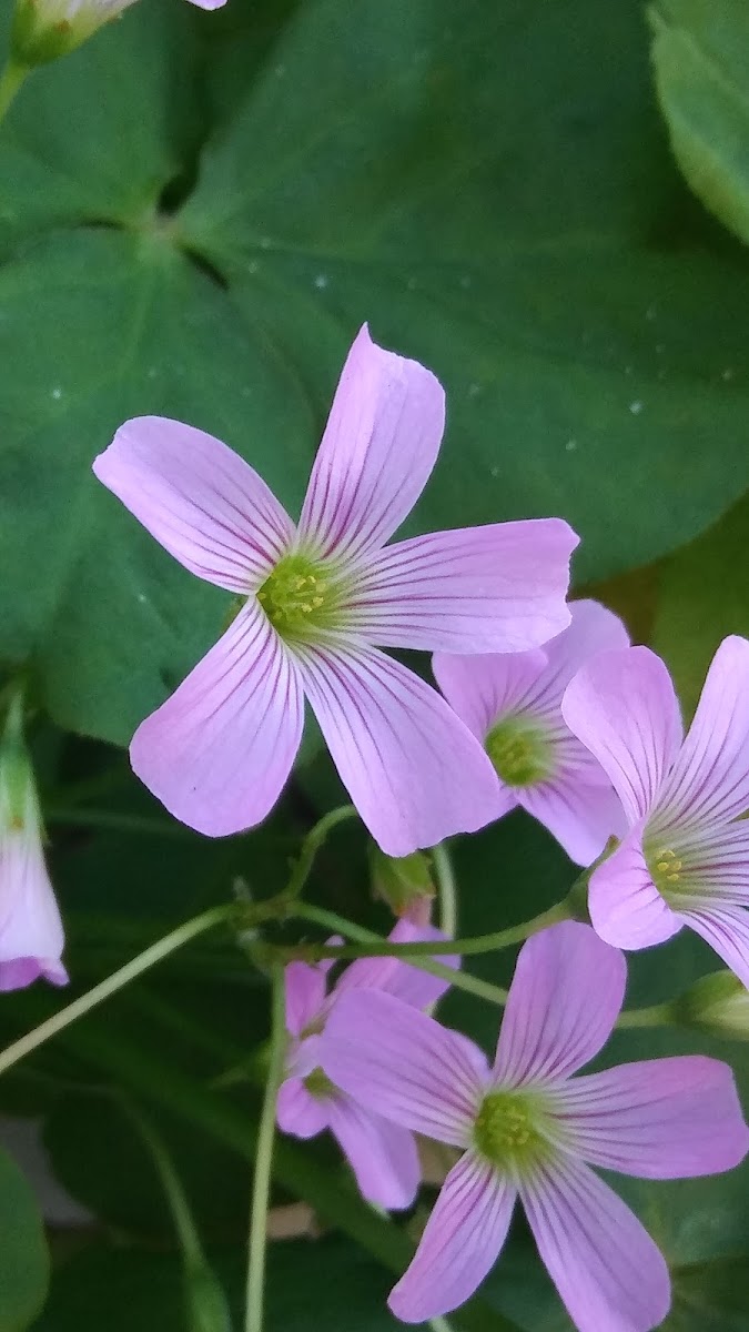 Violet wood sorrel