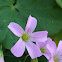 Violet wood sorrel