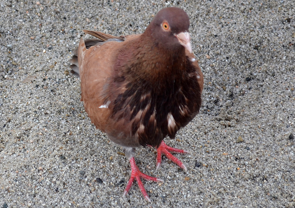 Feral Pigeon