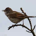 Whitethroat