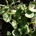 Pennywort