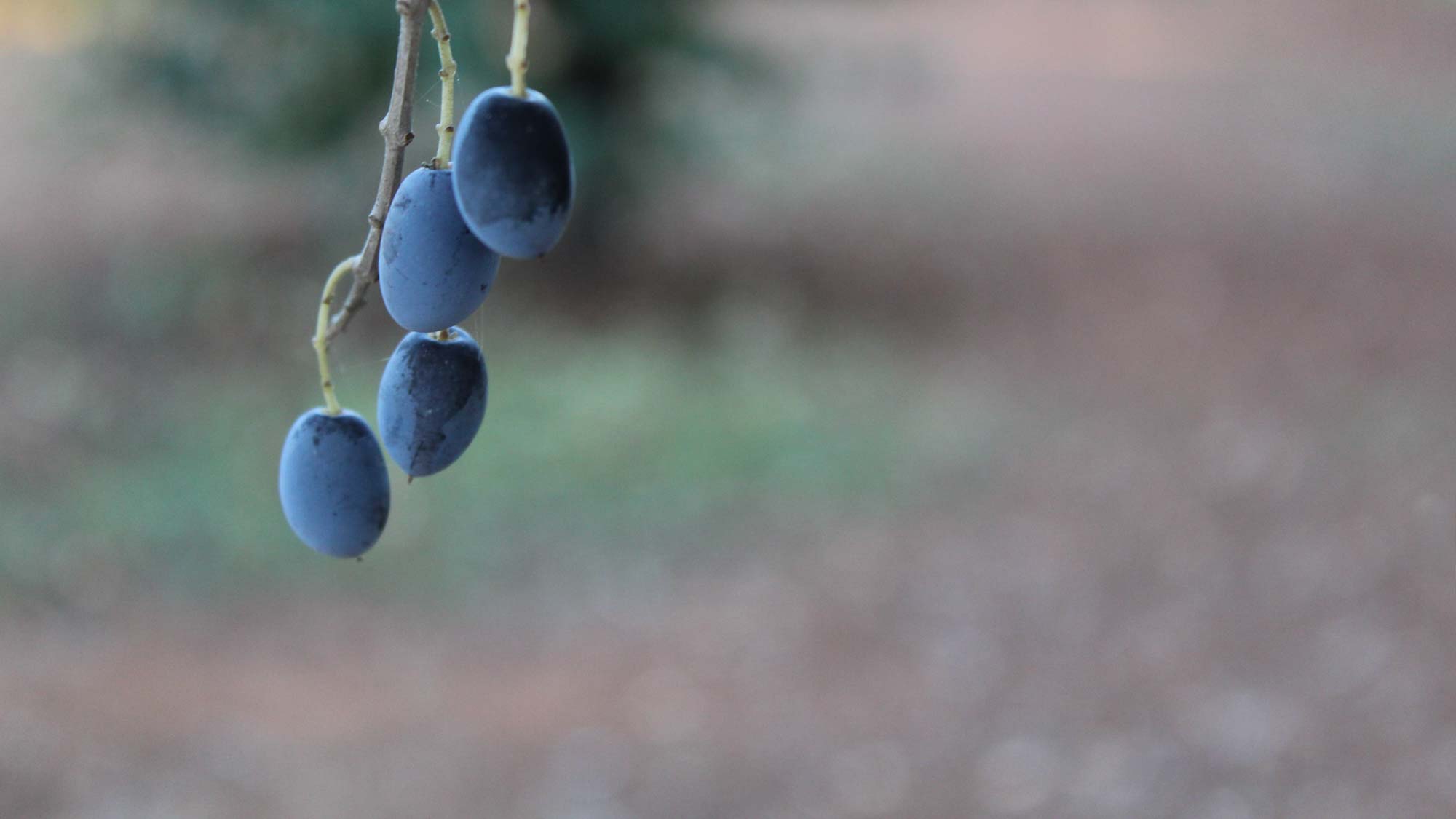 L'agricoltura di gocciazzurra