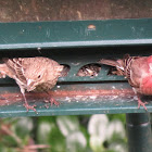 House Finches