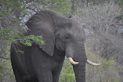 An African elephant in the Kruger National Park. File photo.