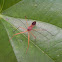 Assassin Bug