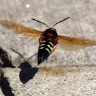 Cicada Killer Wasp (Cicada Hawk)