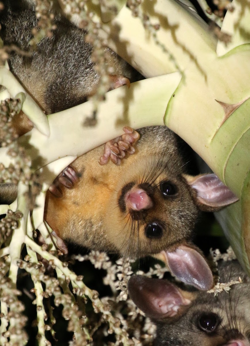 Common Brushtail Possum