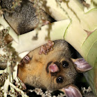 Common Brushtail Possum