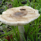 Shield mushroom