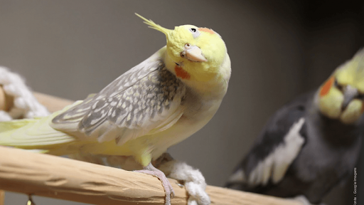 Cockatiel calling