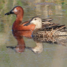 Cinnamon teal