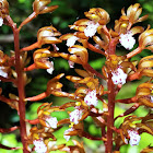 Pacific Coralroot