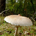 Shaggy parasol