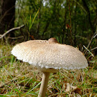 Shaggy parasol