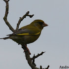 European Greenfinch