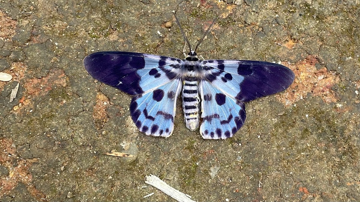 Blue Mormon