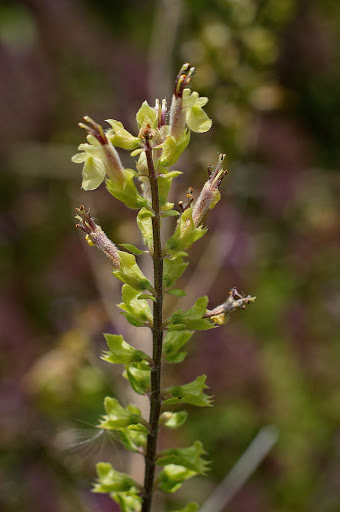 Teucrium scorodonia