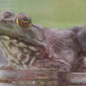 Bullfrog