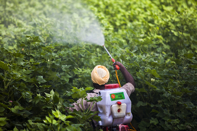 Will India take heed as a US court rules that Monsanto’s Roundup pesticide causes cancer?