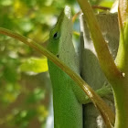 Red-throated anole