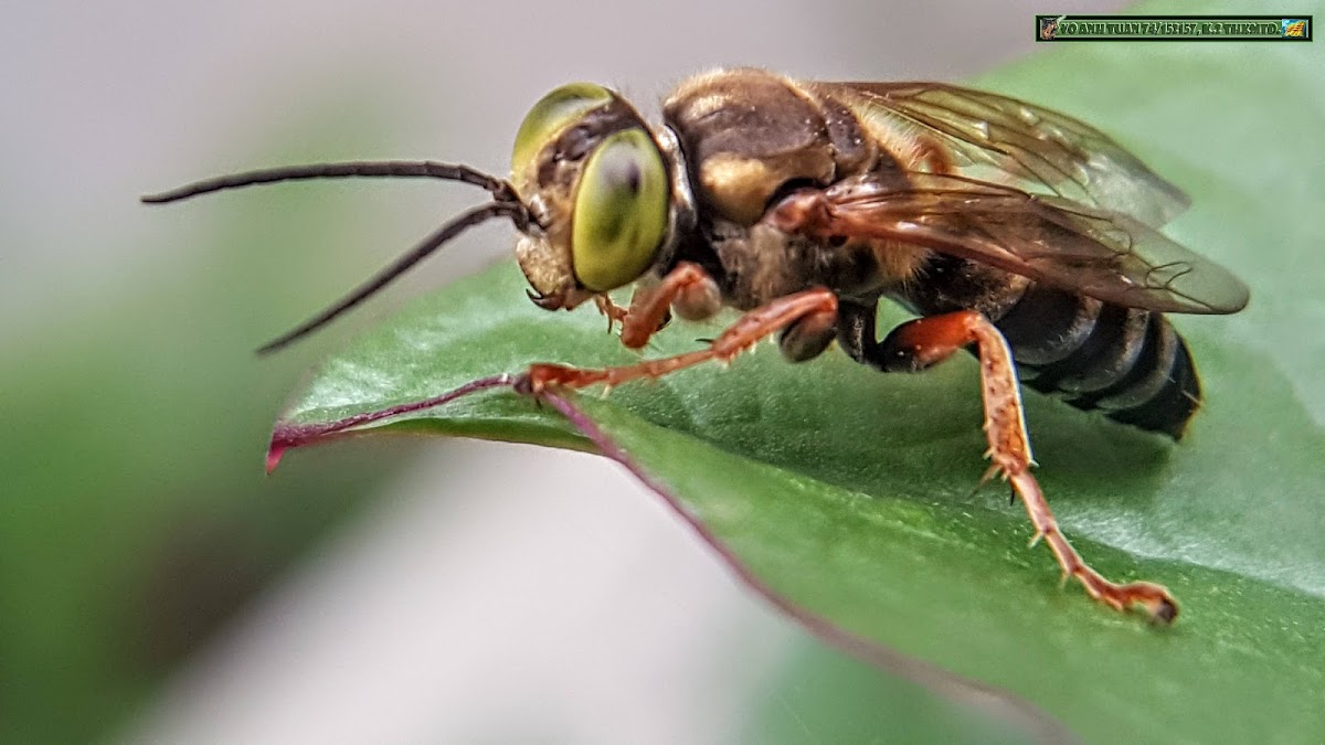 Sand-loving Wasp