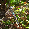 California Darner