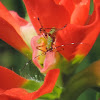 Katydid Nymph