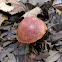 Bolete