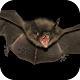 Bat. Nature Wallpapers Download on Windows