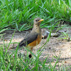 African Thrush