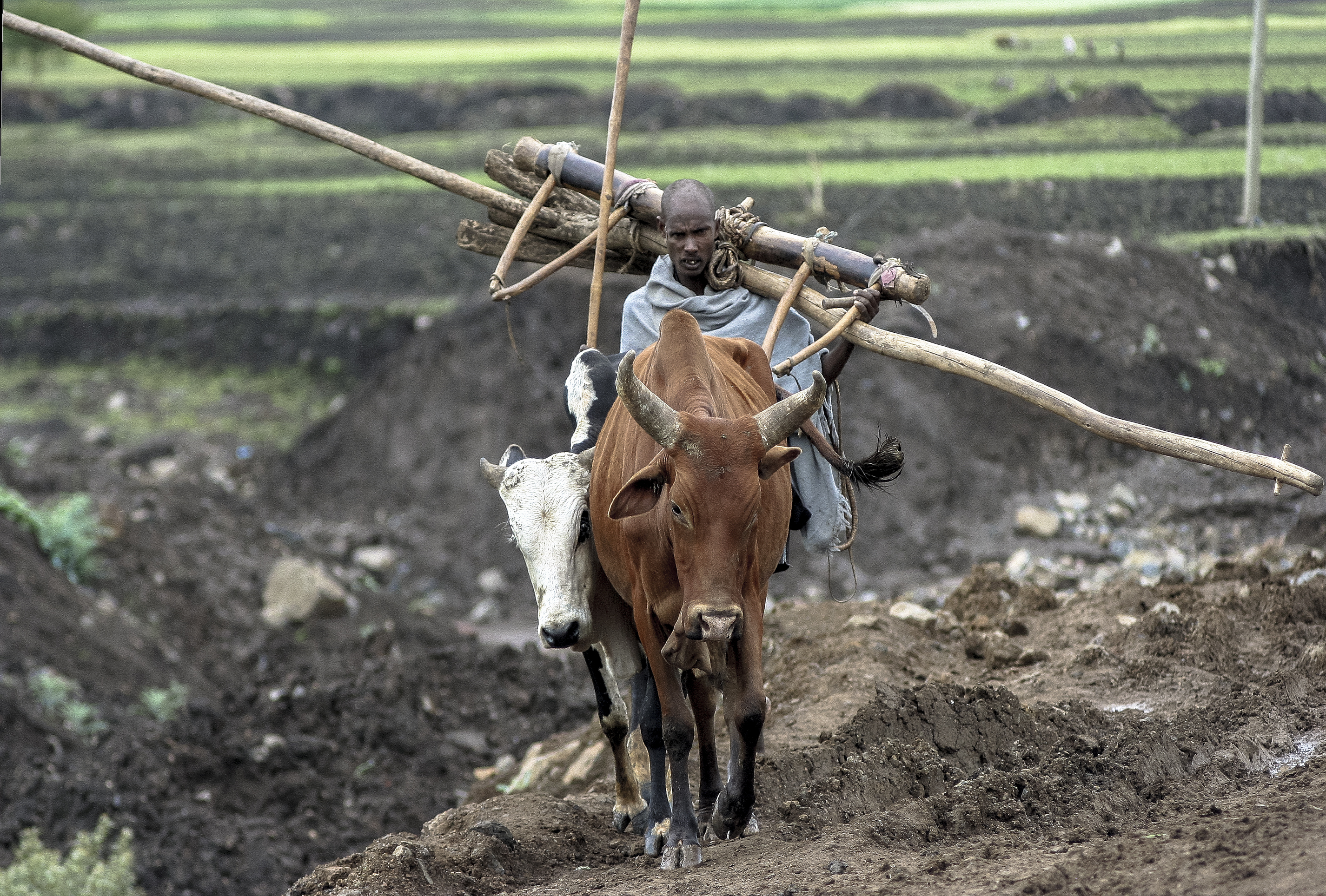 Per un palo...(aratro in legno in Etiopia) di D. Costantini