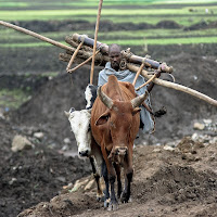 Per un palo...(aratro in legno in Etiopia) di 