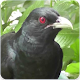 Download Asian Koel Bird Sound & Ringtone : Asian Koel Song For PC Windows and Mac 1.0.0