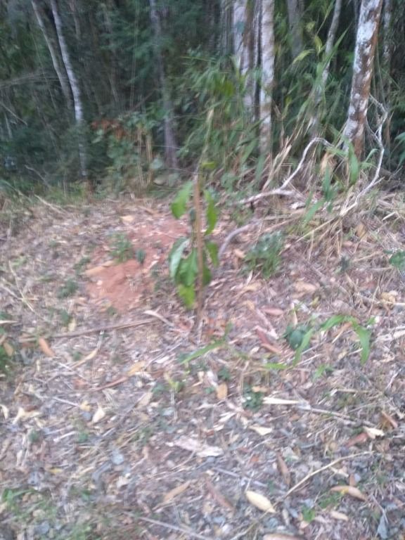 Terreno Residencial à venda em Pessegueiros, Teresópolis - RJ - Foto 5