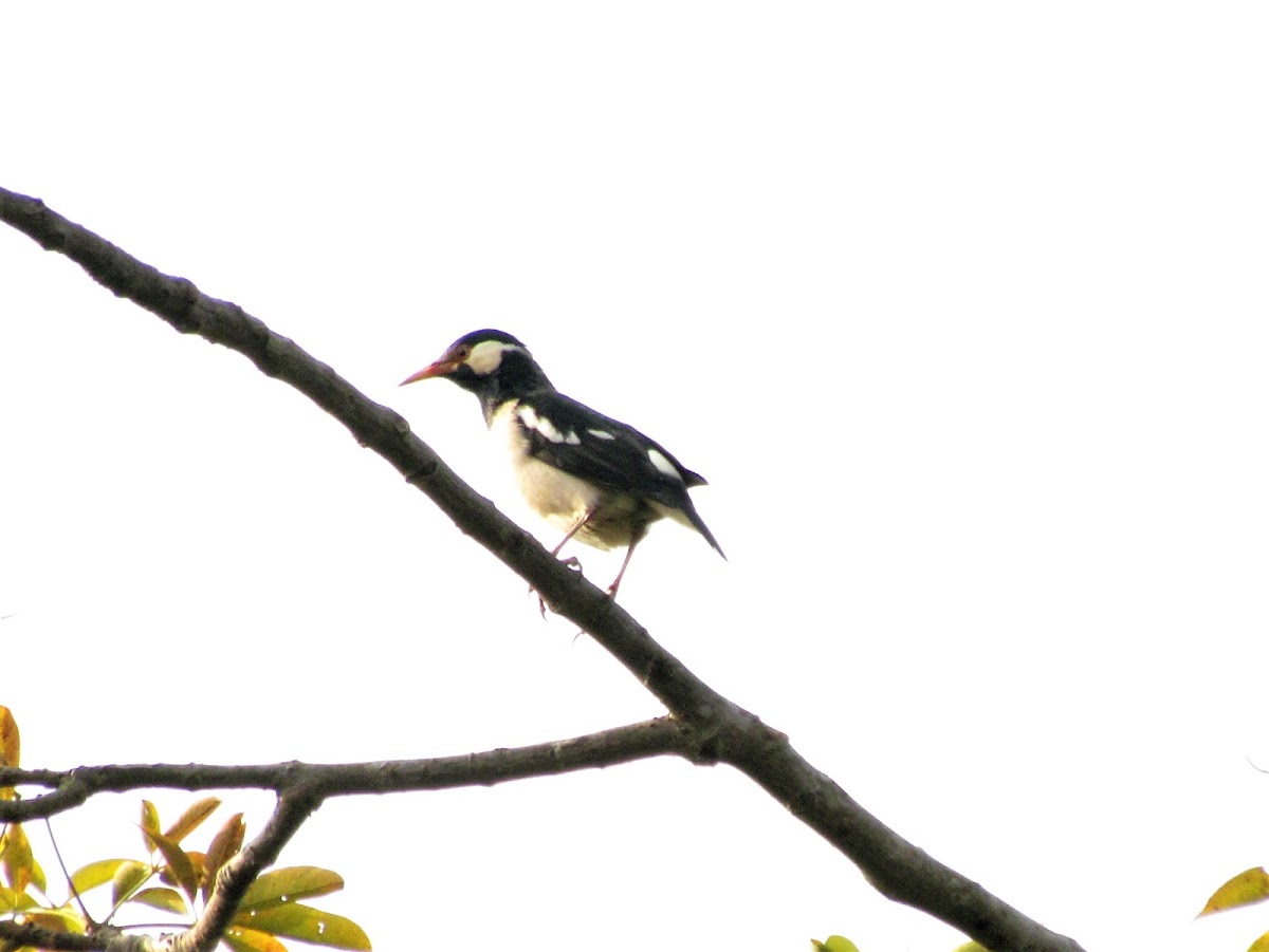 Indian pied myna