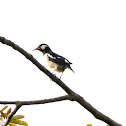 Indian pied myna