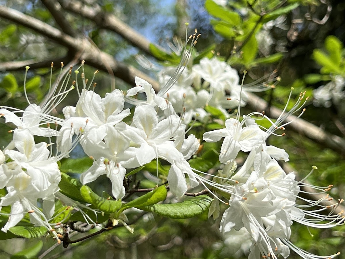 Swamp Azalea