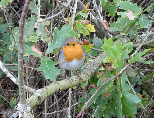 European robin