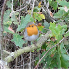 European robin