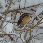 carolina wren