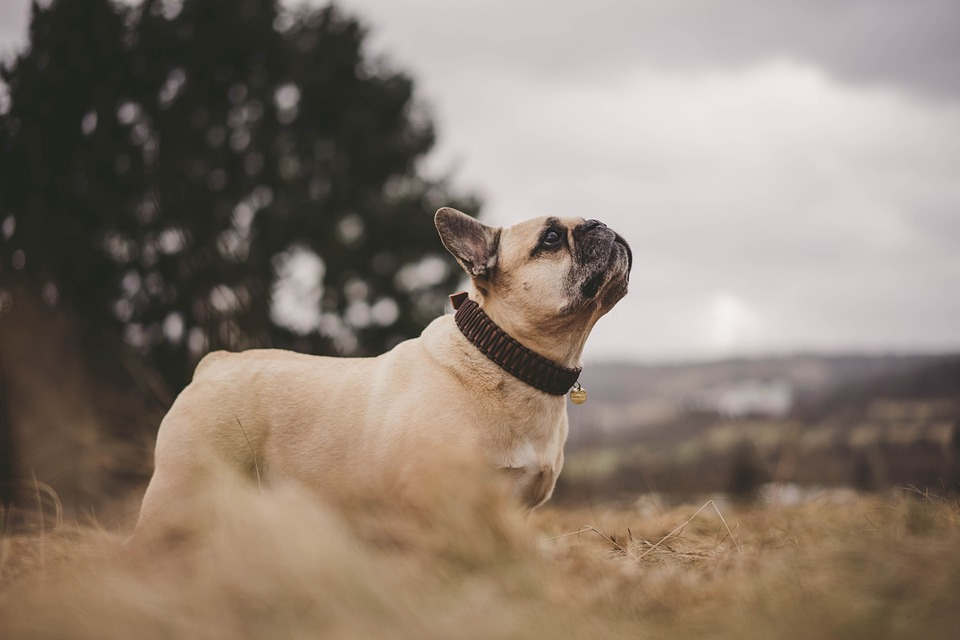 Are French Bulldogs Hypoallergenic