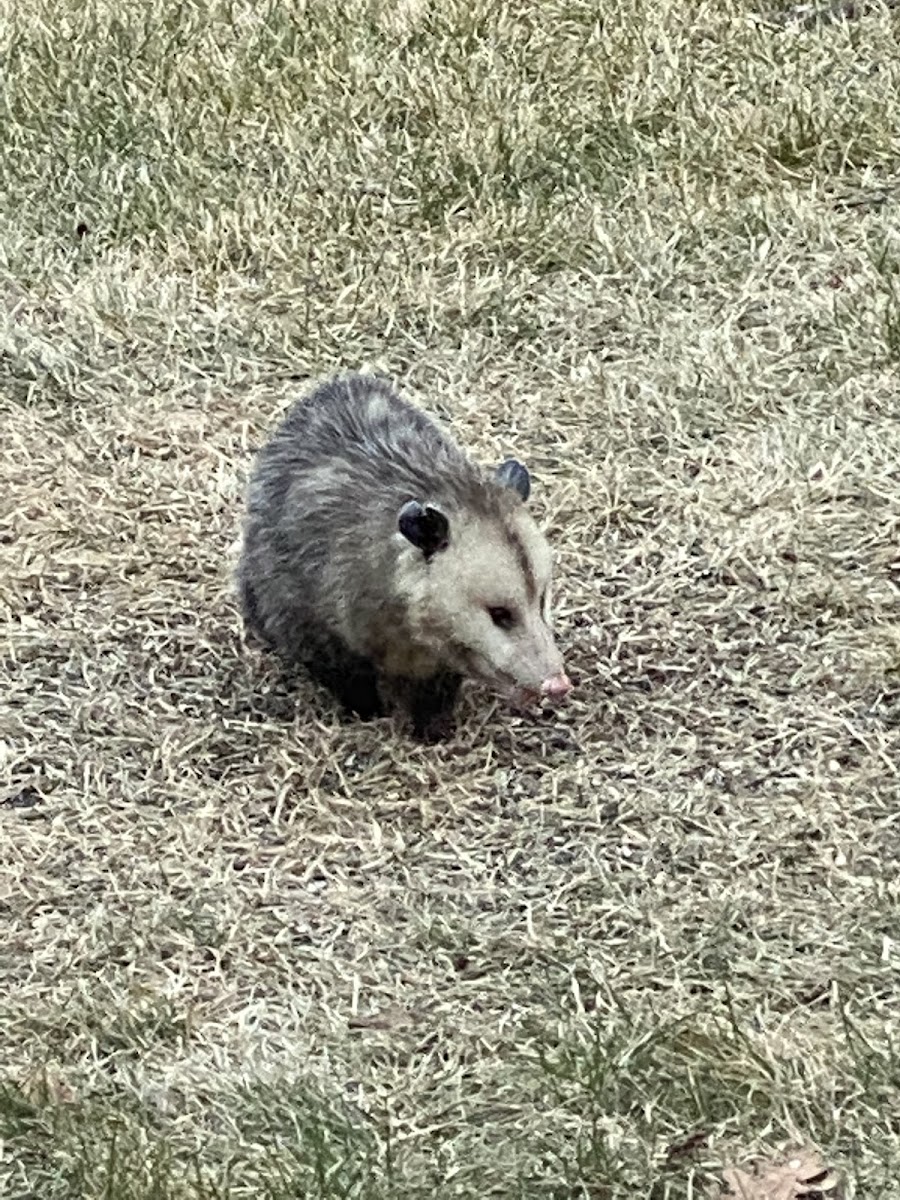 opossum