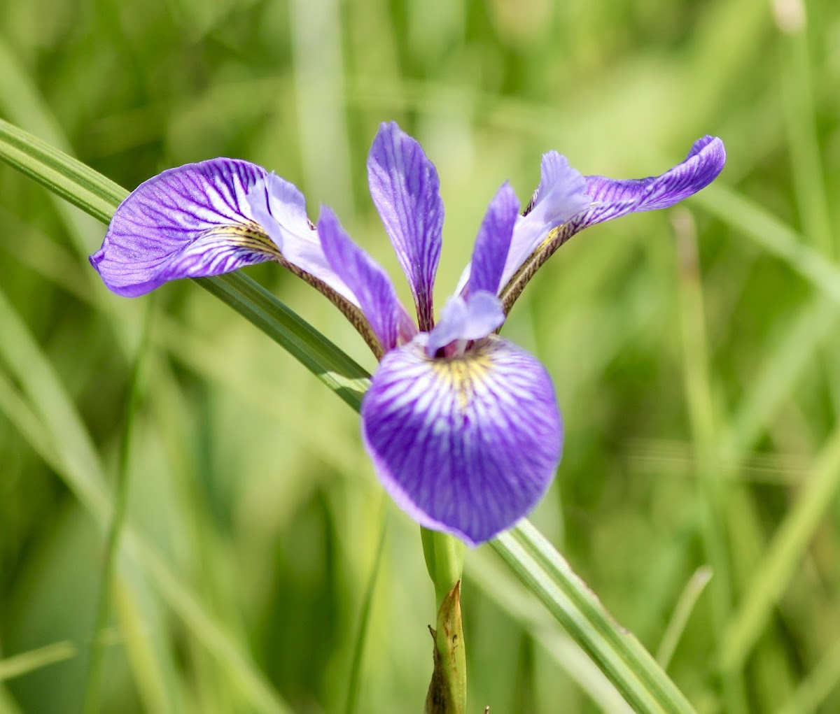 Northern Blue Flag