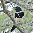 Black-billed magpie