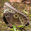 Blue Morpho