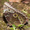 Blue Morpho