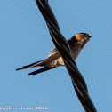 Red-rumped Swallow; Golondrina Daurica