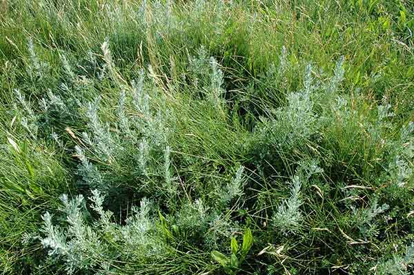 Artemisia maritima (Sea Wormwood / Zeealsem) 0100 by Bas Kers (NL) is licensed under CC BY-NC-SA 2.0