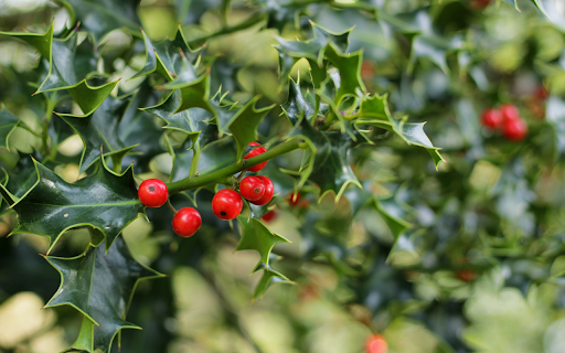 Mistletoe